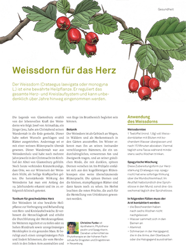 Weissdorn Illustration